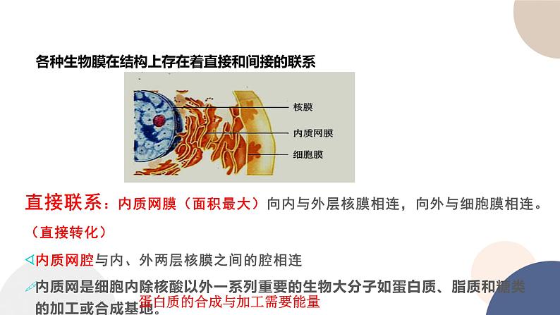 第二章- 第五节 细胞在结构和功能上是一个统一整体(课件PPT)06