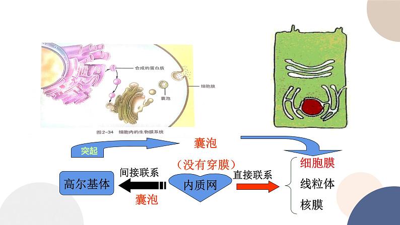第二章- 第五节 细胞在结构和功能上是一个统一整体(课件PPT)08