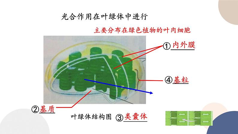 第三章- 第五节 光合作用将光能转化为化学能(课件PPT)05
