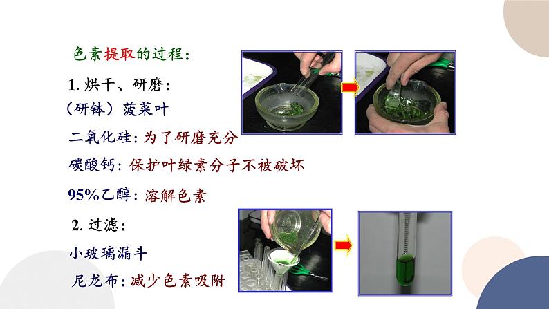 第三章- 第五节 光合作用将光能转化为化学能(课件PPT)08