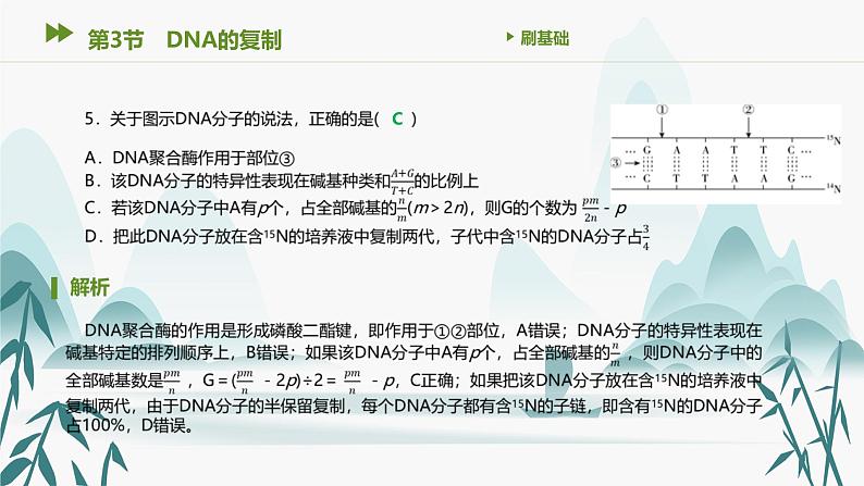 第3章 基因的本质 第3节 DNA的复制课件PPT第6页