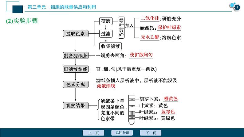高中生物高考4 第三单元 第10讲 能量之源——光与光合作用课件PPT第5页
