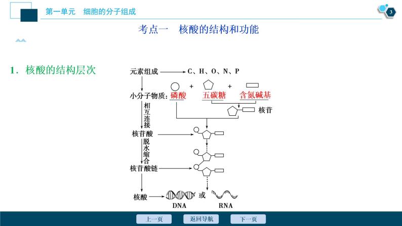 高中生物高考4　第一单元　第4讲　核酸、糖类与脂质课件PPT04