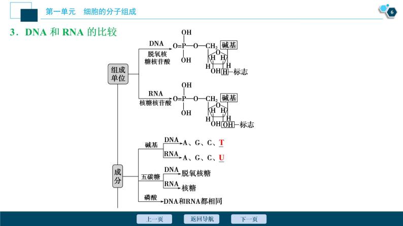 高中生物高考4　第一单元　第4讲　核酸、糖类与脂质课件PPT07