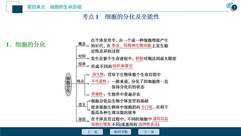 高中生物高考4 第12讲 细胞的分化、衰老、凋亡及癌变课件PPT第4页