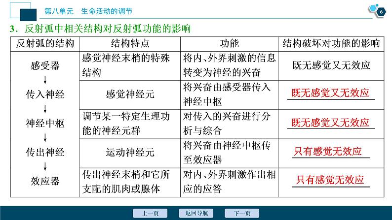 高中生物高考2 第24讲 通过神经系统的调节课件PPT第7页