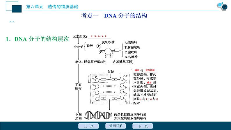 高中生物高考2 第六单元 第18讲 DNA分子的结构、复制及基因的本质课件PPT第4页