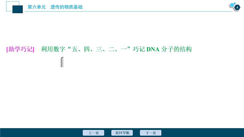 高中生物高考2 第六单元 第18讲 DNA分子的结构、复制及基因的本质课件PPT第5页