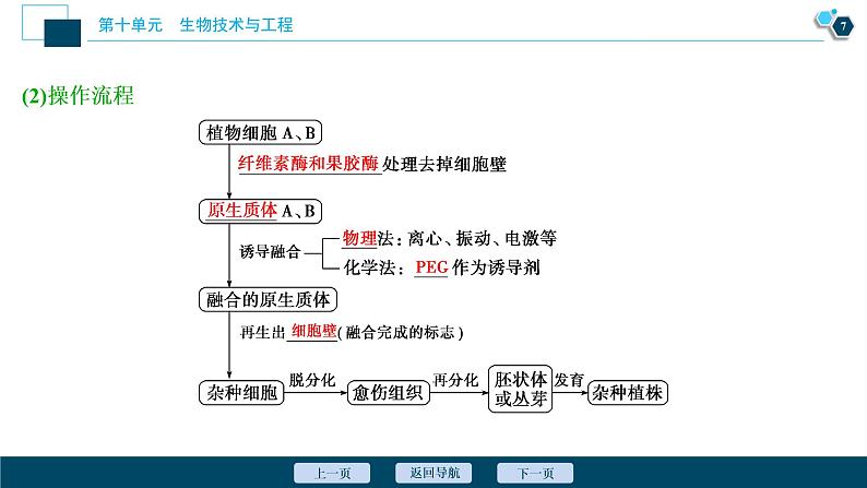 高中生物高考3 第35讲 细胞工程课件PPT第8页