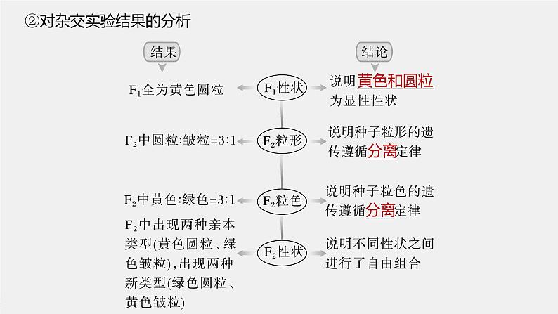 高中生物高考2023年高考生物一轮复习(新人教新高考) 第5单元 第3课时 自由组合定律的发现及应用课件PPT第6页