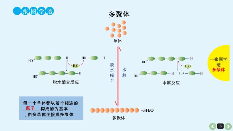 高中生物高考高考生物（全国版）一轮复习课件：第4课-细胞中的糖类和脂质06