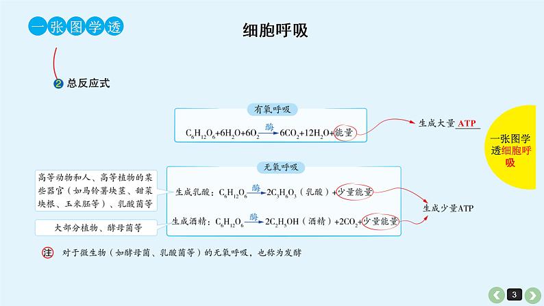 高中生物高考高考生物(全国版)一轮复习课件:第12课-呼吸作用第3页