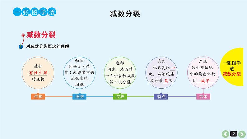 高中生物高考高考生物(全国版)一轮复习课件:第16课-减数分裂和受精作用第2页