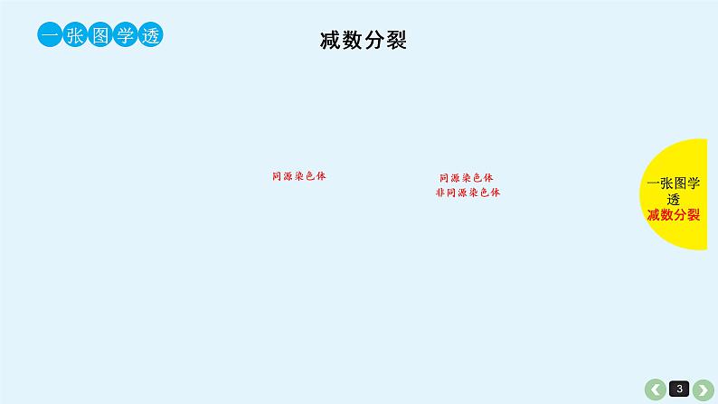 高中生物高考高考生物(全国版)一轮复习课件:第16课-减数分裂和受精作用第3页
