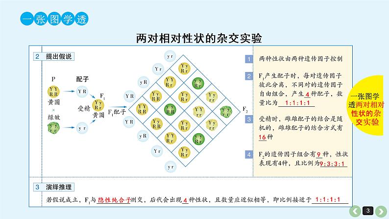 高中生物高考高考生物(全国版)一轮复习课件:第18课-基因的自由组合定律第3页