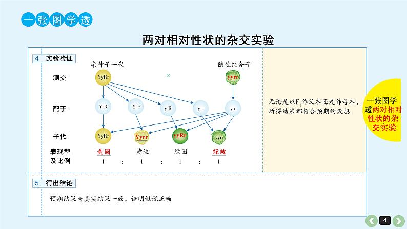 高中生物高考高考生物(全国版)一轮复习课件:第18课-基因的自由组合定律第4页