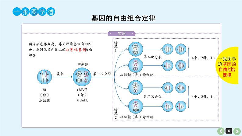 高中生物高考高考生物(全国版)一轮复习课件:第18课-基因的自由组合定律第6页