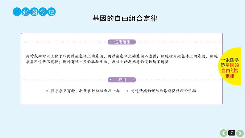高中生物高考高考生物(全国版)一轮复习课件:第18课-基因的自由组合定律第7页