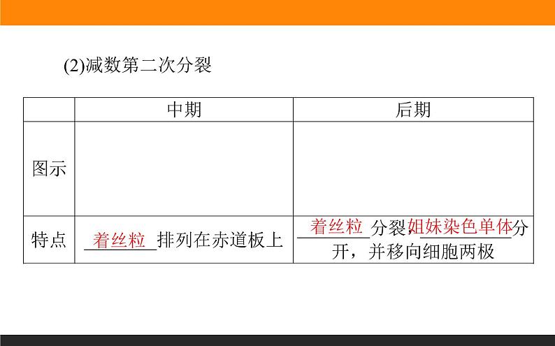 2.1.第1课时 减数分裂与精子和卵细胞的形成课件PPT第7页