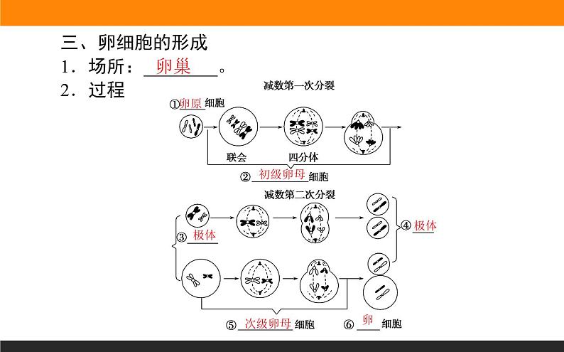 2.1.第1课时 减数分裂与精子和卵细胞的形成课件PPT第8页