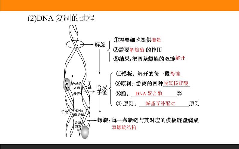 3.第3节 DNA的复制课件PPT第5页