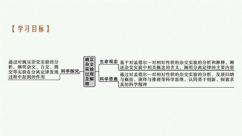 第1节 第1课时 豌豆杂交实验过程及解释课件PPT03