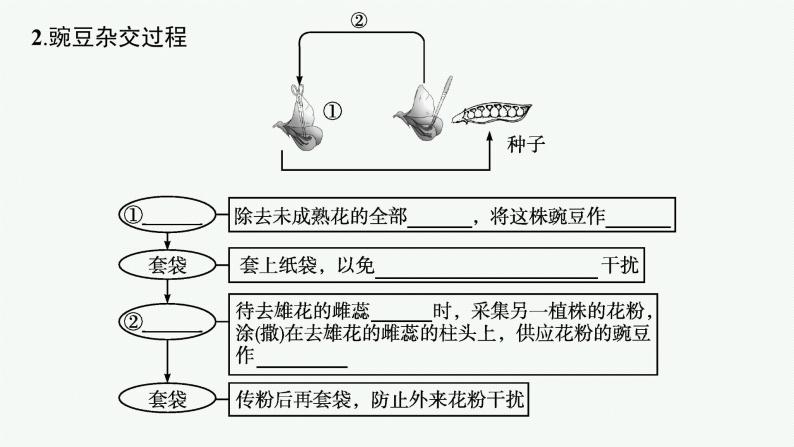 第1节　第1课时　豌豆杂交实验过程及解释课件PPT06
