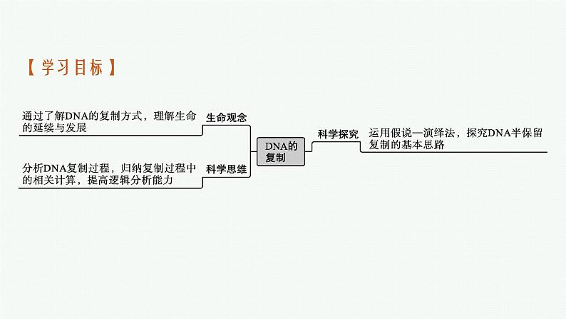 第3节 DNA的复制课件PPT第3页