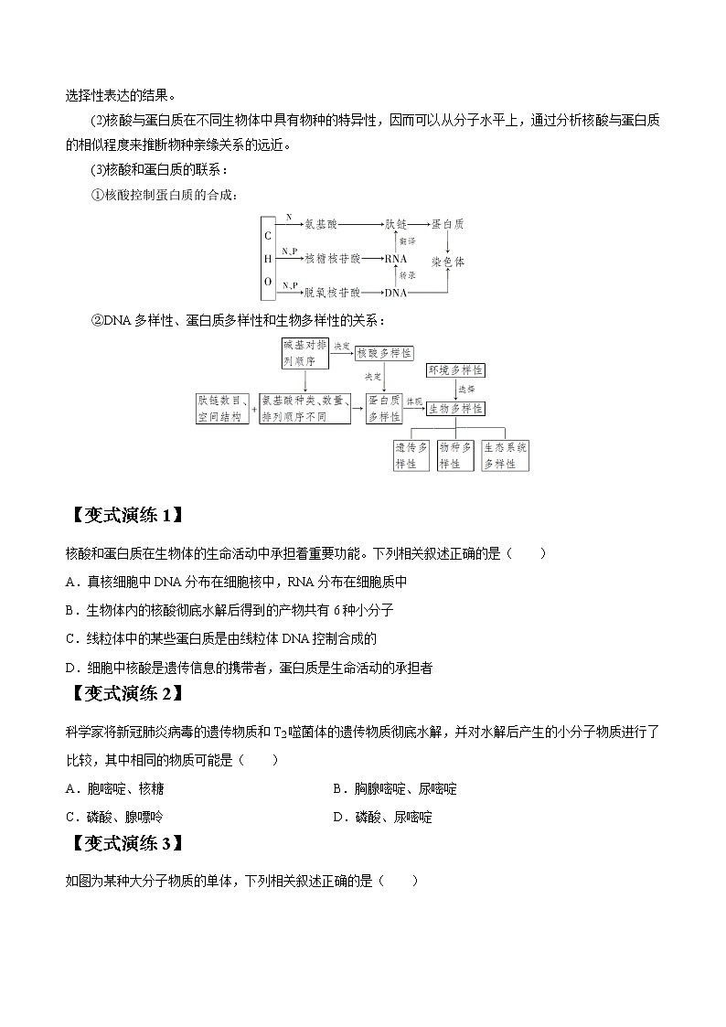 专题04 核酸、糖类和脂质(学生版)第3页