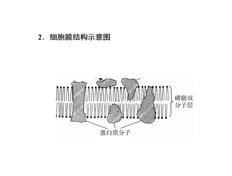高中生物高考考点精讲3 细胞的结构和功能及物质运输(课件)第2页