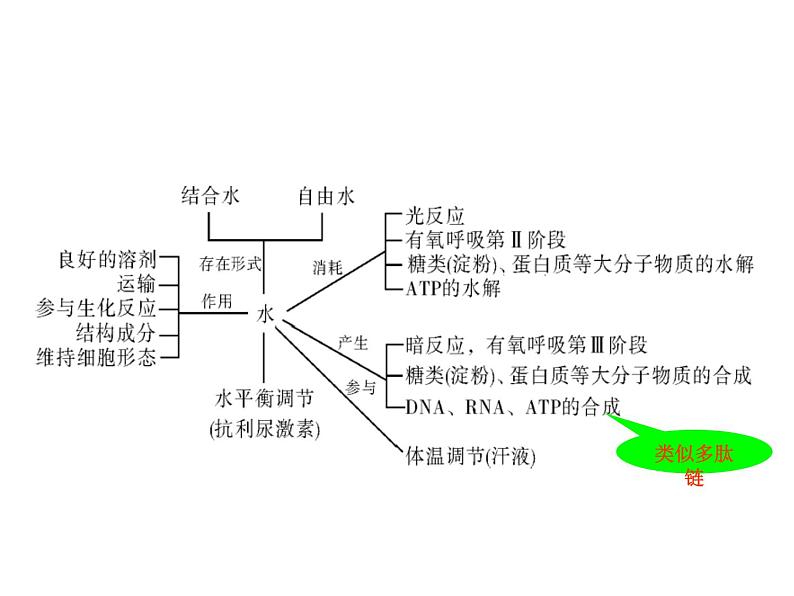 高中生物高考考点精讲2 细胞中的元素和化合物(课件)第8页