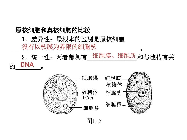 高中生物高考考点精讲1 走近细胞(课件)07