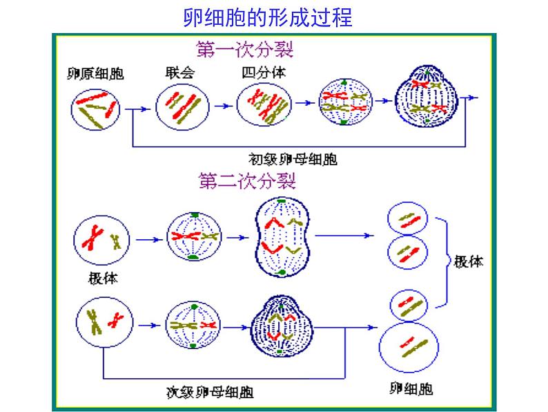 高中生物高考考点精讲7 细胞的生命历程(课件)第6页