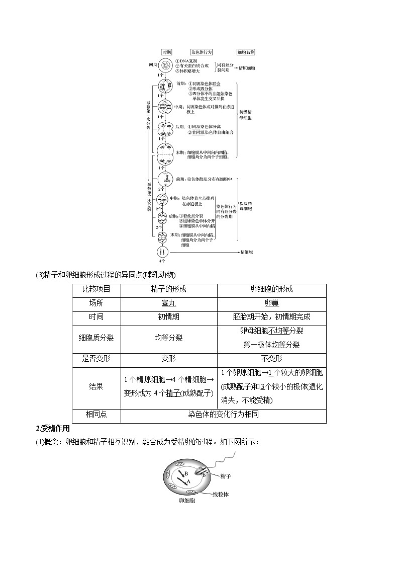 专题15 减数分裂和受精作用(教师版)第2页