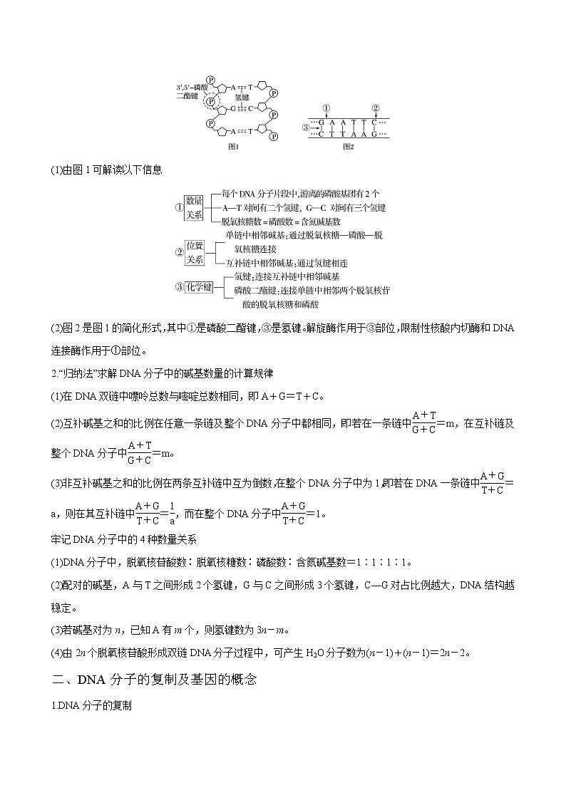 高考生物一轮复习重难点专项 专题18 DNA分子的结构和复制03