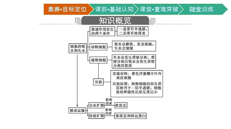 第1节 被动运输课件PPT第3页