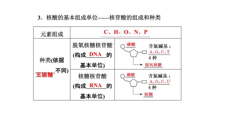 第5节  核酸是遗传信息的携带者课件PPT03
