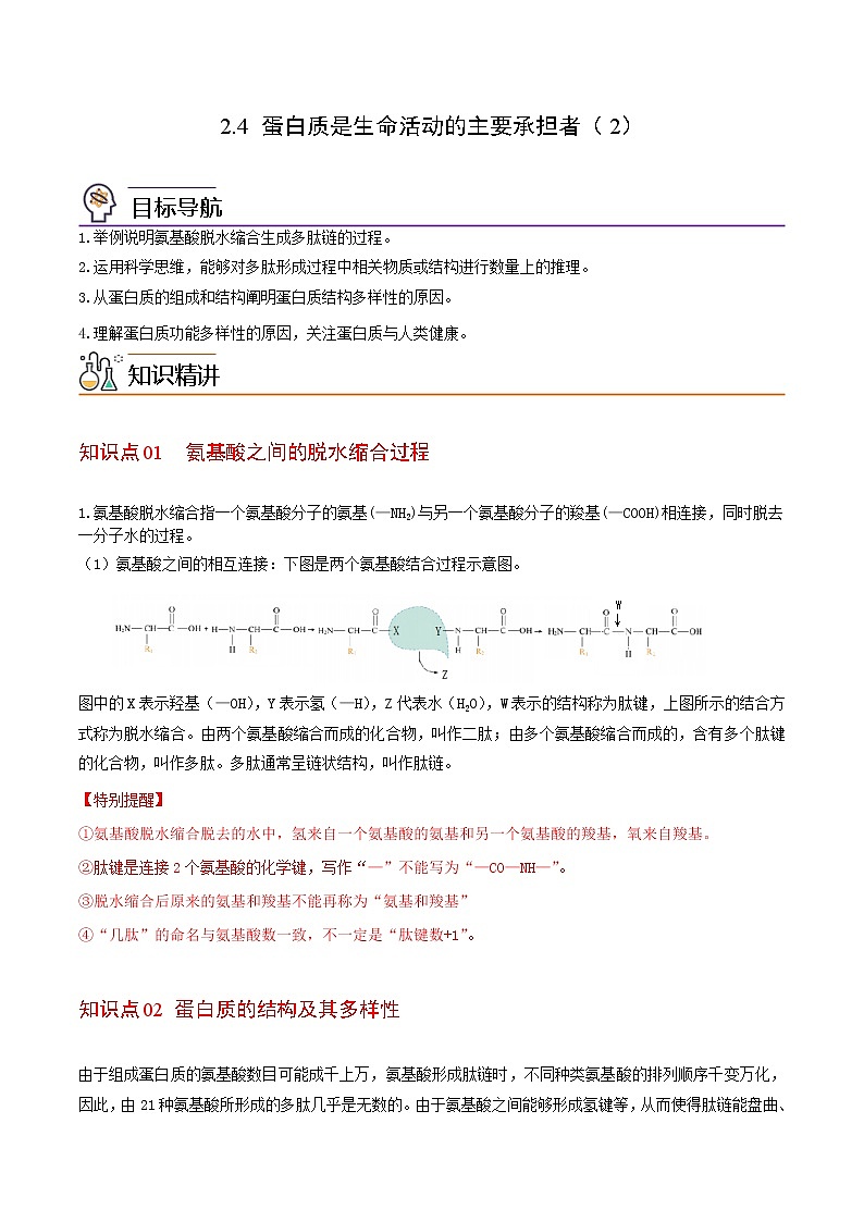 2.4 蛋白质是生命活动的主要承担者(第二课时)(教师版)-高一生物同步精品讲义(人教2019必修1)01