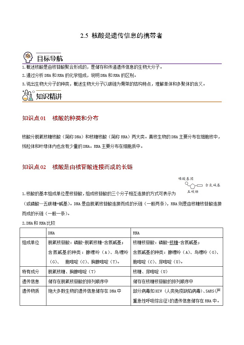 2.5 核酸是遗传信息的携带者(教师版)-高一生物同步精品讲义(人教2019必修1)01