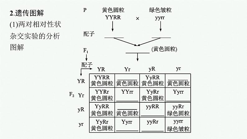 第2节 第1课时 孟德尔两对相对性状杂交实验过程及解释课件PPT第8页