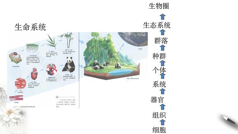 高中生物第一册 1 1 细胞是生命活动的基本单位 课件第5页