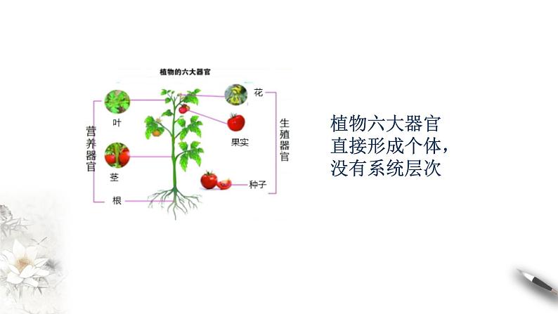 高中生物第一册 1 1 细胞是生命活动的基本单位 课件第6页