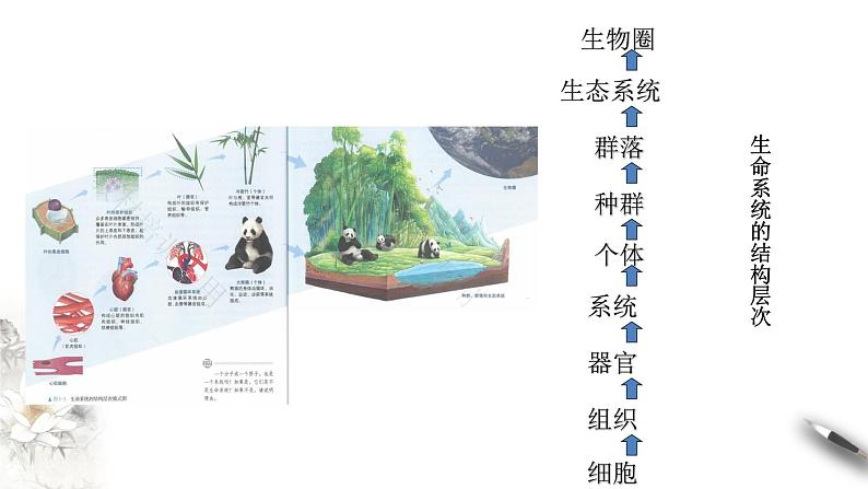 高中生物第一册 1 1 细胞是生命活动的基本单位 课件第7页