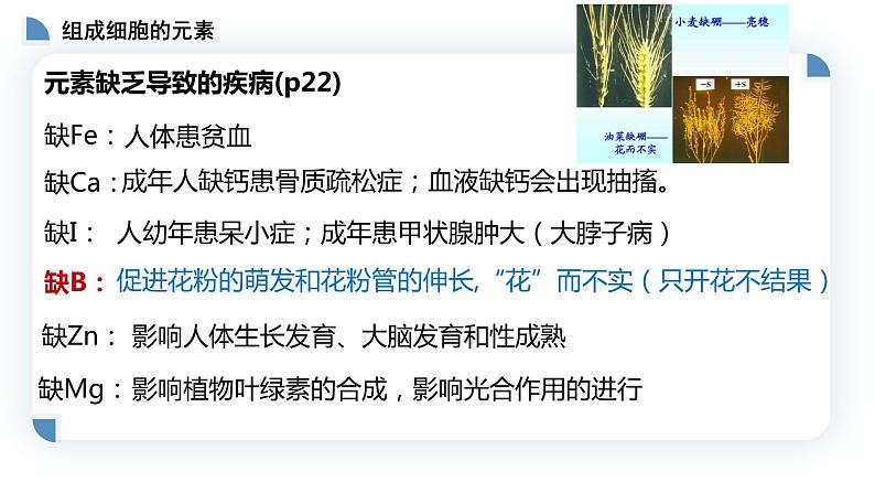 高中生物第一册 2 1细胞中的元素和化合物 课件08