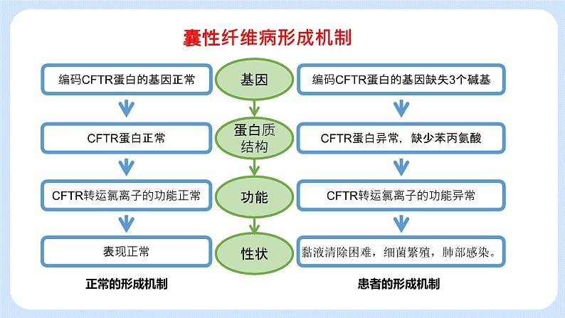 第五节 基因与性状的关系 课件第7页