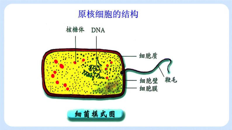 2.6原核细胞内无成形的细胞核 课件+学案06