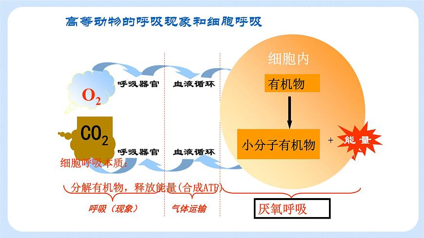 3.4細(xì)胞呼吸為細(xì)胞生活提供能量課件浙科版（2019）高中生物必修一第3頁(yè)