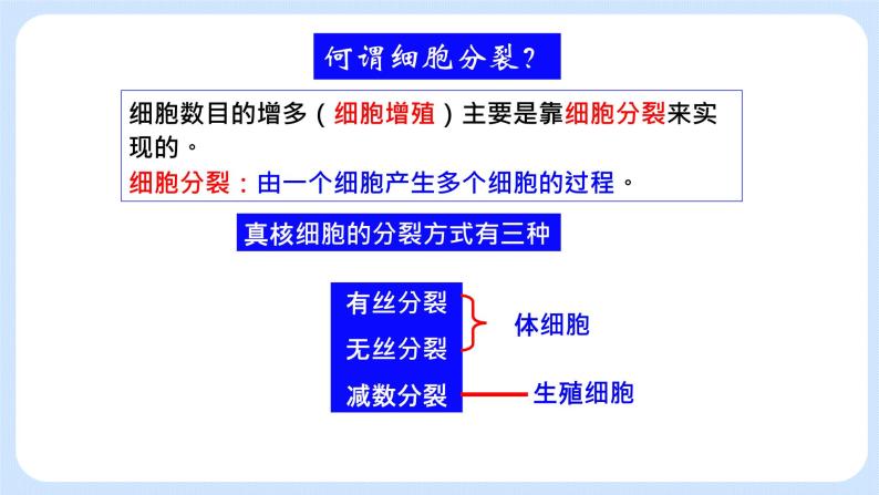 4.1细胞通过分裂增殖第一课时课件浙科版（2019）高中生物必修一 课件+学案05