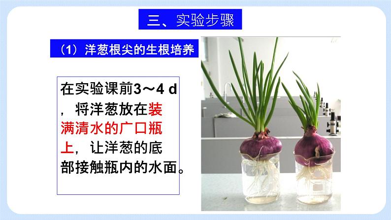 4.1细胞通过分裂增殖第三课时课件浙科版(2019)高中生物必修一 课件+学案05