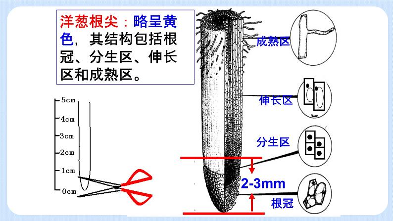 4.1细胞通过分裂增殖第三课时课件浙科版(2019)高中生物必修一 课件+学案06